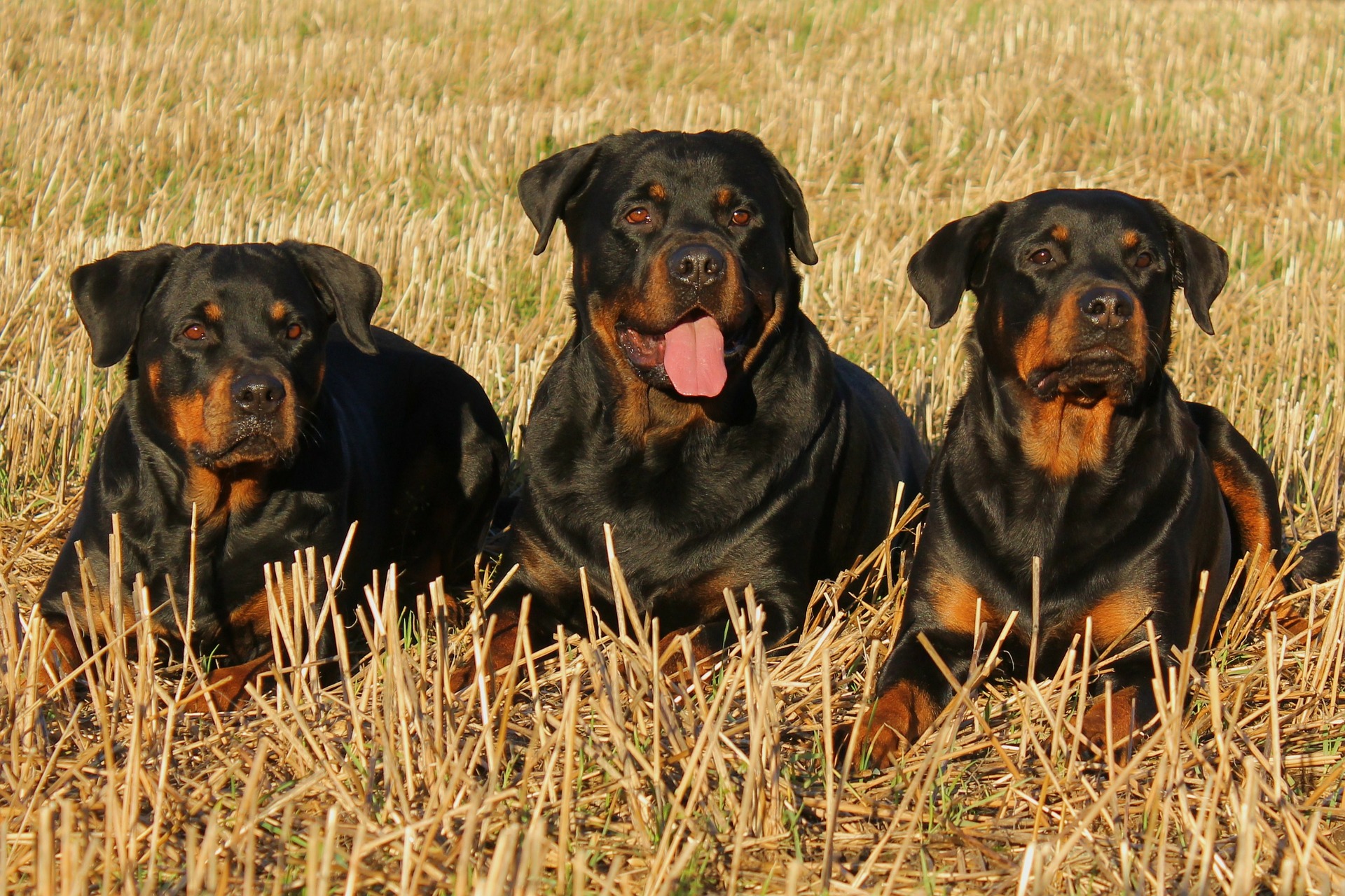 Tres perros Rottweiler descansando.