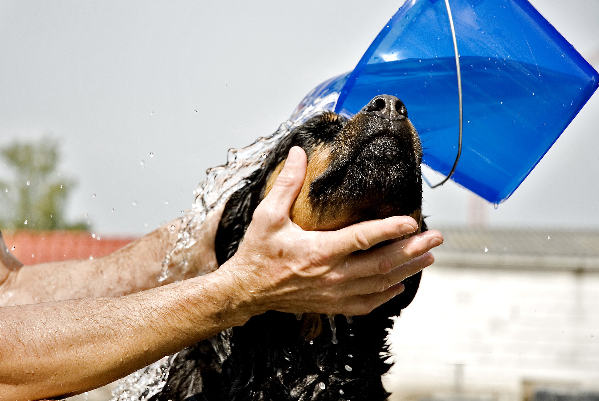 Perro Rottweiler siendo bañado.
